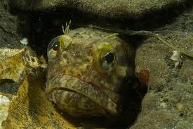 When two fringeheads have a territ. Friday Fish Time Csiroscope