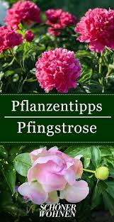 Pfingstrosen Pflanzen Pflegen Standort Pfingstrosen Pflanzen Pfingstrosen Garten Pflanzen