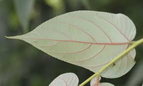 Image result for Trema sp A