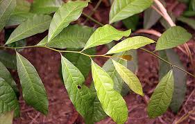 Image result for Pentadiplandra brazzeana