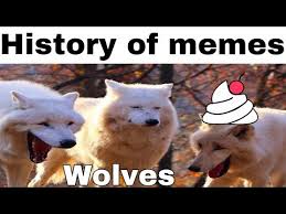 Controversial opinion, but animals make the best memes. Laughing Wolves Know Your Meme