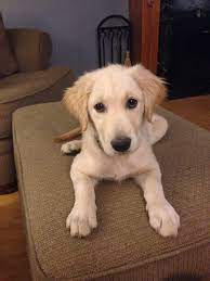 Winnie 3 Month Old Golden Retriever Courtesy Of Neighbor Mr Catalden Old Golden Retriever Golden Puppies Golden Retriever