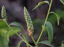 Image result for Sphenoclea zeylanica