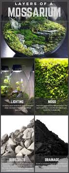 Build Guide Mossarium Secre Ultimate Mossarium The Ultimate Guide 2020 Ev Icinde Bitki Bakimi Etli Yaprakli Bitkiler Ev Bitkisi