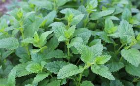 Check spelling or type a new query. Plantes Anti Moustiques Faciles A Planter Au Jardin Ou En Pot