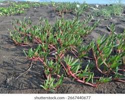 Image result for Sesuvium portulacastrum