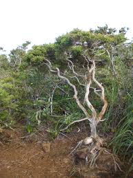 You can see how to get to sunshine miniature trees on our website. Dwarf Forest Wikipedia