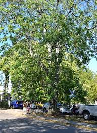 We did not find results for: Invasive Of The Month Tree Of Heaven S Devilish Dispersal