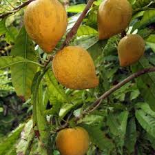 Image result for Pouteria