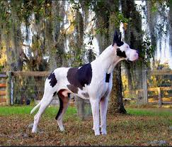 Great danes are loyal, family dogs and he's a true example. Great Dane Breeders Near Wichita Kansas