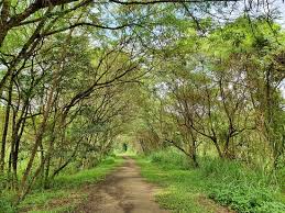 Showcasing different types of natural habitats such as freshwater wetlands and a secondary rainforest, the place is conveniently connected via the tampines biking trail and sun plaza park. Tampines Eco Green Bild Von Tampines Eco Green Singapur Tripadvisor