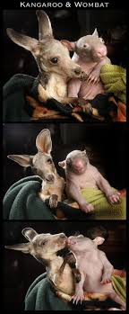 Kangaroo Wombat Shared A Pouch At The Zoo Now Best Friends Animals Friendship Cute Animals Weird Animals