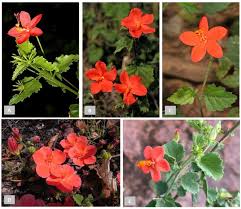 Image result for Hibiscus barbosae