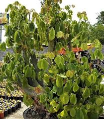 Image result for Bombax