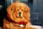 Tibetan Mastiff for sale price & cost. Where to buy ...