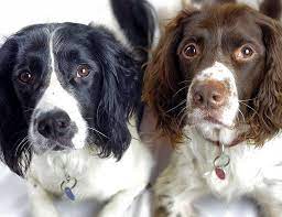 Springer Spaniel Rescue And Re Homing Springer Spaniel Spaniel Springer Spaniel Rescue