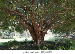 Image result for Ficus virens