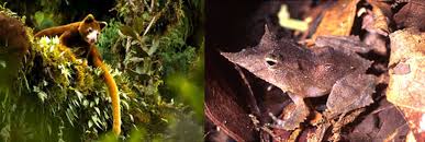 Indonesian forests & palm oil. Endangered Species International