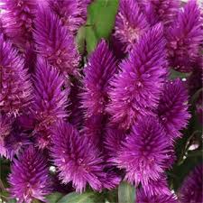 Purple Berry Feather Celosia Flower Fiftyflowers Com Celosia Flower Purple Succulents Flower Seeds