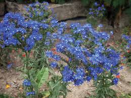 Image result for Anchusa capensis