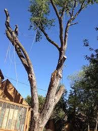 24 hour fast emergency service. About Atlas Tree Service Sioux Falls Sd Atlas Tree Services