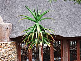 Image result for Aloe rulkensii