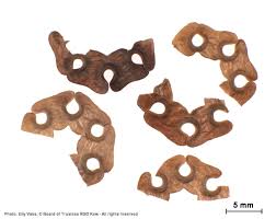 Image result for Cyclocarpa