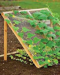 Klasse Idee Fur Den Gemusegarten Von Flowerpower Plants Cucumber Trellis Vegetable Garden