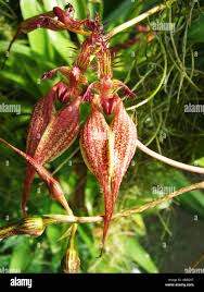 Image result for Bulbophyllum intertextum