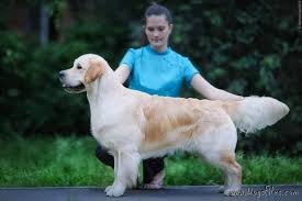NEW SUNNY CEFEY » Pedigree database Golden Retriever;