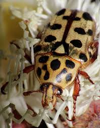 Black And Yellow Longhorn Beetle Poisonous Beetle In A Dwarf Apple Beetle Beetle Bug Bugs And Insects