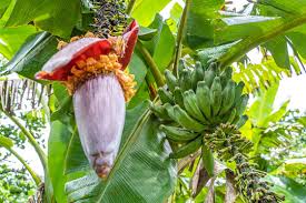 Empfehlenswerte sorten für tropisches ambiente. Bananenpflanze Photos Royalty Free Images Graphics Vectors Videos Adobe Stock