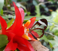 The butterflies like a warm. Home Stratford Butterfly Farm