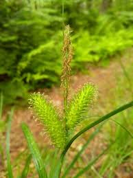 Image result for Carex lycurus
