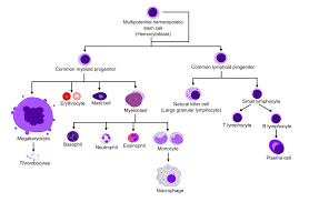 Image result for Hematologic Cancer