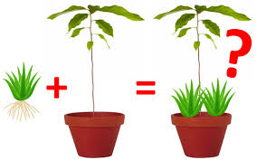 With proper care they can grow indoors while adding interest and color to a room. Can Two Houseplants Share One Pot Laidback Gardener