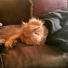 Mohanna Abdullah ليو منشكح على الكنبه ونايم قط قطو قطاوه