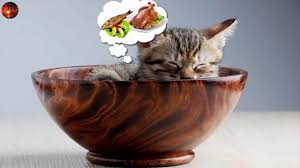 Kedi Mirlamasi Kedi Miriltisi Rahatlatici Uyku Muzigi Gercek Kedi Sesi Happy Cat Purring Cat Purrs Youtube