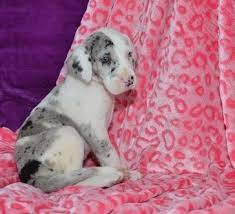 Great danes have a short, thick coat that typically needs nothing more than routine grooming with weekly brushing. Affectionate Great Dane Puppies Available Springfield For Sale Springfield Pets Dogs