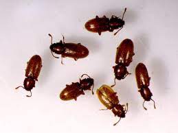 Check spelling or type a new query. Foreign Grain Beetle Umn Extension