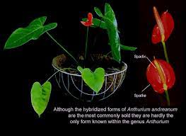 Check spelling or type a new query. Anthurium Anthurium Species How To Grow An Anthurium Anthurium House Plant Care Cultivate Anthurium Antorium Anthurium In The Home Grow Anthurium Seeds Anthurium Seeds Anthurium Plant Care How To Grow Anthurium Species