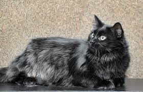 Chantilly / tiffany cats are truly remarkable. Chantilly Tiffany Cat Breed Size Appearance Personality