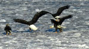 Eat your way through eagle and discover the best spots to enjoy the local cuisine. Bald Eagles Convocation At The Top Of The Food Chain Liquid Adventuring