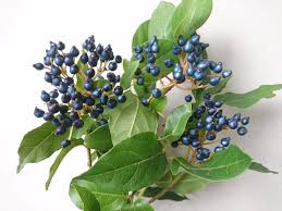 ティナスベリー ベリー ナス いい夫婦の日