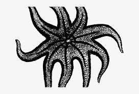 Maybe you would like to learn more about one of these? Starfish Clipart Sea Star Sunflower Sea Star Drawing Free Transparent Png Download Pngkey