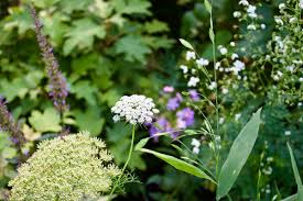 Image result for Ammi