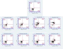 Image result for Ptycholobium contortum