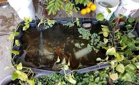 Here are my tips for growing perfect pothos plants! 110 Gallon Pond Questions Ponds Forum 383781
