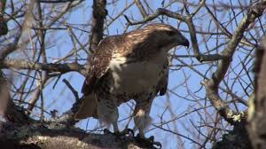 The hawk could have been resting or searching for food in the bushes, most likely mice. Red Tailed Hawk Juvenile Learning To Hunt Youtube