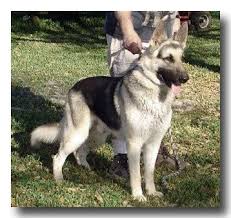 Black And Silver German Shepherd Puppies For Sale Near Me Loyal Devoted And Require Lots Of Attention This Looks Just Like My Girl Zen German Sheperd Dogs Silver German Shepherd Sable German Shepherd